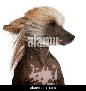 Nahaufnahme des Chinese Crested Dog mit Haaren im Wind, 7 Jahre alt, vor weißem Hintergrund Stockfoto