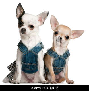 Chihuahuas tragen Jeans, weißer 1 Jahr alt und 11 Monate alt, sitzt vor Hintergrund Stockfoto