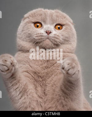 Nahaufnahme der Scottish Fold Katze mit Pfoten bis 9 und einen halben Monat alt, vor grauem Hintergrund Stockfoto