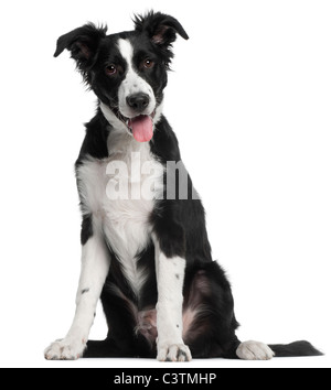 Border-Collie-Welpen, 5 Monate alt, sitzt vor weißem Hintergrund Stockfoto