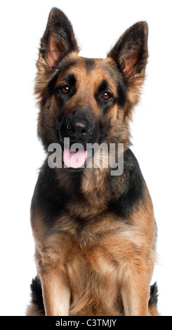 Nahaufnahme von Deutscher Schäferhund, 2 Jahre alt, vor weißem Hintergrund Stockfoto