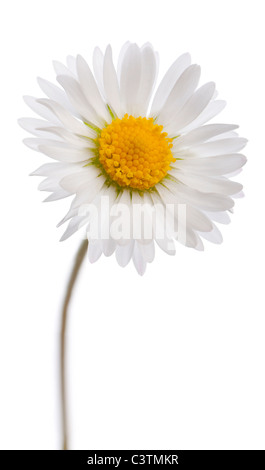 Gänseblümchen, Bellis Perennis, vor weißem Hintergrund Stockfoto