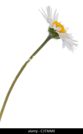 Gänseblümchen, Bellis Perennis, vor weißem Hintergrund Stockfoto