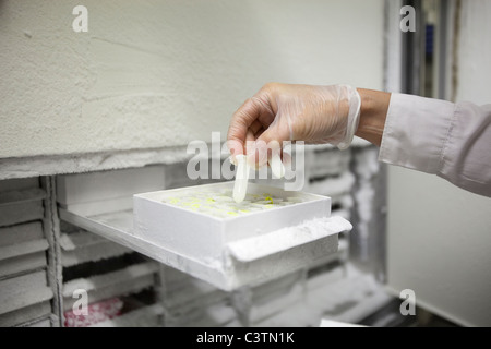 Wissenschaftliche Manipulation von gefrorenen Reagenzgläsern im Labor Stockfoto