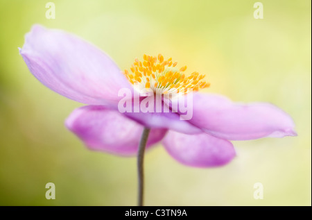 Eine Nahaufnahme von einer japanischen Anemone Blume Stockfoto