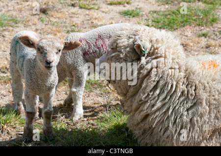 EWE mit 2 Lämmer Stockfoto