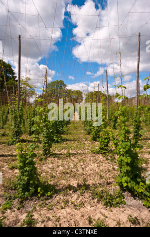 Hop Reben Sandhurst Kent England Stockfoto