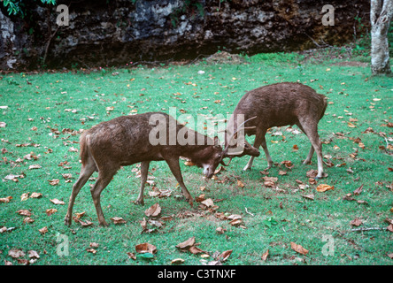 Timor / Rusa Rotwild (Cervus Timorensis: Cervidae) Junggesellen Kopfstoß im Küstenregenwald Java. Stockfoto