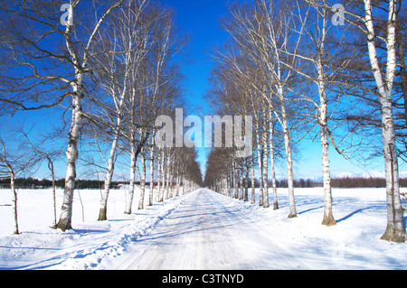 Ländliche Weg gesäumt von Birken im Winter Stockfoto