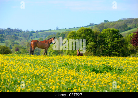 Zwei Pferde in Buttercup Blume Bereich Stockfoto