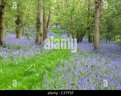 Bluebell, Hyacinthoides non-Scripta, Blumen in Wald, Warwickshire, April 2011 Stockfoto