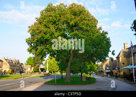 Kastanienbaum im Dorf Stockfoto
