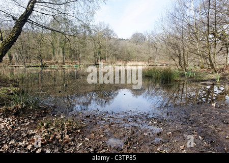 Cannop Teiche, Forest of Dean, Gloscestershire, April 2011 Stockfoto