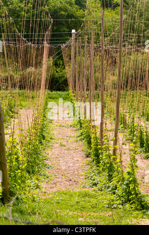 Hop Reben Sandhurst Kent Englan Stockfoto