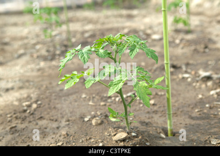 Tomaten-Sämling Stockfoto