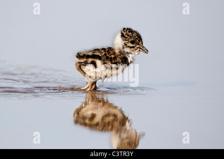 Nördlichen Kiebitz, Vanellus Vanellus, junge Küken, Midlands, April 2011 Stockfoto