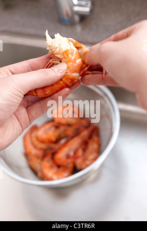 Person schälen Gekochte Garnelen Stockfoto