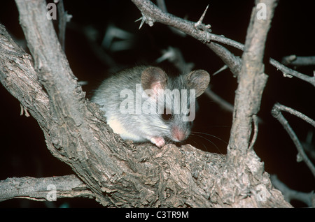 Acacia Ratte (Thallomys Paedulcus: Polypodiaceae) juvenile Nahrungssuche in seiner Heimat Akazie in der Nacht in der Kalahari-Wüste in Südafrika Stockfoto