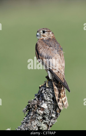 Merlin, Falco Columbarius, einzelne Weibchen auf Post, Gefangenschaft, April 2011 Stockfoto