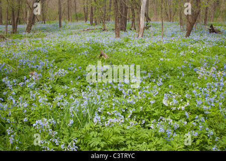 Virginia Bluebells, Mertensia Virginica, Kardinal Marsh Naturraum, sumpfiges County, Iowa Stockfoto