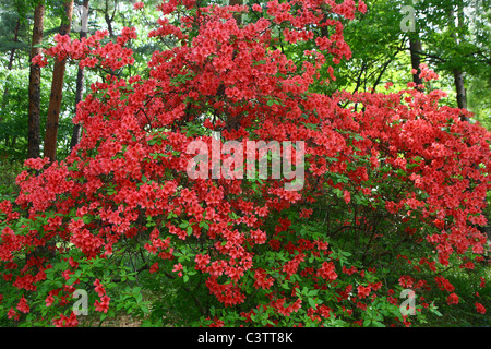 Taschenlampe Azalee Blumen Stockfoto