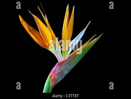 Paradiesvogel Blume (Sterlitzia Reginae) Stockfoto