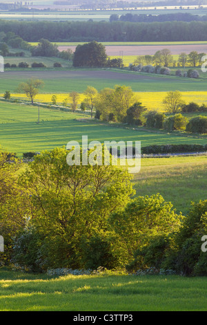 Felder in der Landschaft von Ancholme Tal im ländlichen North Lincolnshire an einem sonnigen Abend Stockfoto