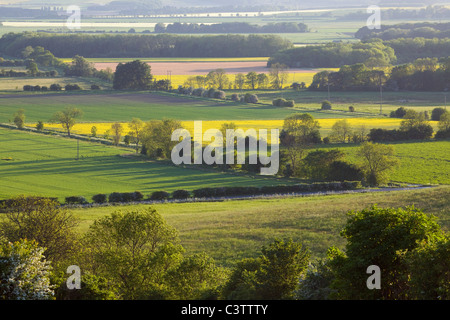 Felder in der Landschaft von Ancholme Tal im ländlichen North Lincolnshire an einem sonnigen Abend Stockfoto