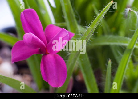 Rhodohypoxis Baurii Venetien Stockfoto