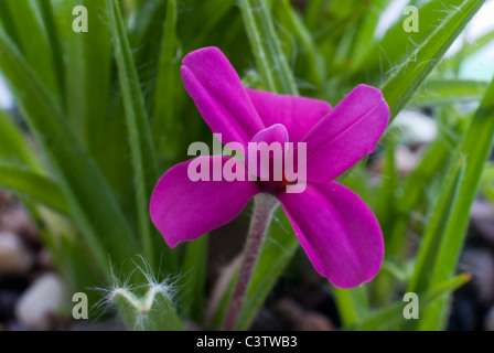 Rhodohypoxis Baurii Venetien Stockfoto