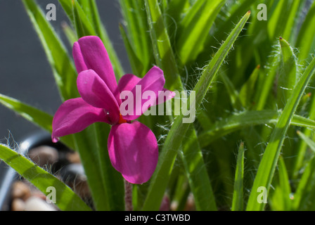 Rhodohypoxis Baurii Venetien Stockfoto