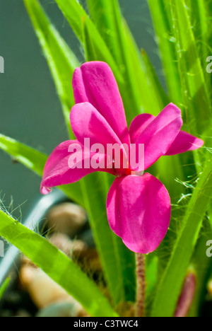 Rhodohypoxis Baurii Venetien Stockfoto