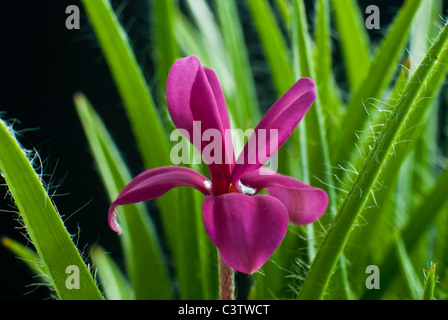 Rhodohypoxis Baurii Venetien Stockfoto