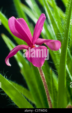 Rhodohypoxis Baurii Venetien Stockfoto