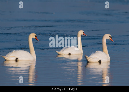 3 Höckerschwäne (Cygnus Olor), Schwimmen im See im Winter, Deutschland Stockfoto