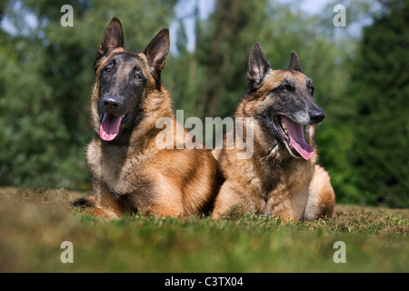 Belgischer Schäferhund / Malinois (Canis Lupus Familiaris) zwei Hunde Hecheln, Belgien Stockfoto
