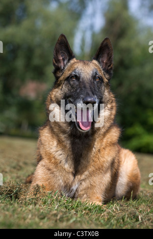 Belgischer Schäferhund / Malinois (Canis Lupus Familiaris) liegen im Bereich, Belgien Stockfoto