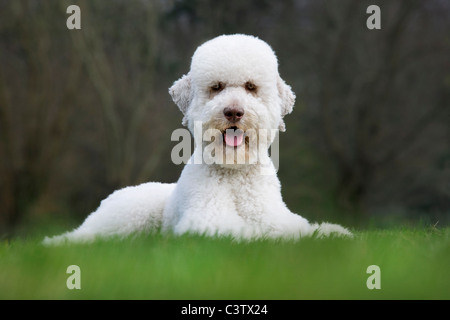 Pudel (Canis Lupus Familiaris) liegen im Garten Stockfoto