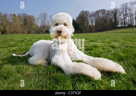 Pudel (Canis Lupus Familiaris) im Feld liegend Stockfoto