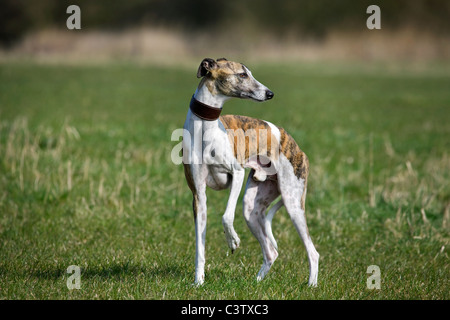 Whippet (Canis Lupus Familiaris) im Feld Stockfoto