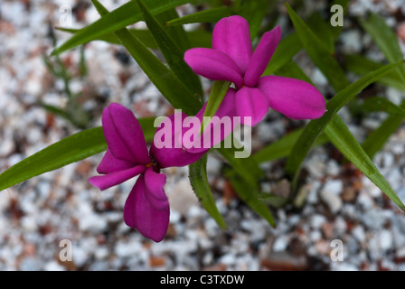 Rhodohypoxis Baurii Venetien Stockfoto