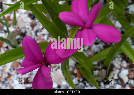 Rhodohypoxis Baurii Venetien Stockfoto