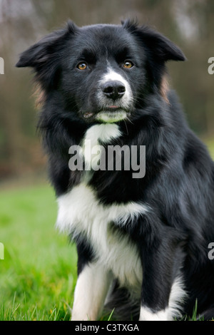 Border Collie (Canis Lupus Familiaris) Schäferhund sitzt im Feld Stockfoto