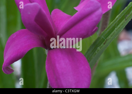 Rhodohypoxis Baurii Venetien Stockfoto