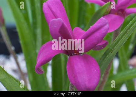 Rhodohypoxis Baurii Venetien Stockfoto