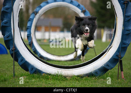 Border Collie (Canis Lupus Familiaris) Reifen am Hindernis-Parcours durchlaufen Stockfoto