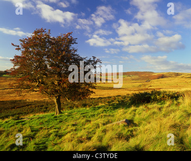 UK, Derbyshire, Peak District, in der Nähe von Hathersage, mit Blick auf Stanage Edge vom kleinen Moor Stockfoto