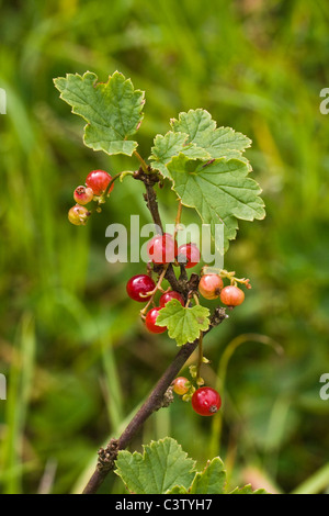 Reife und unreife rote Johannisbeeren und Blätter am Zweig Stockfoto