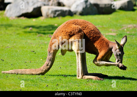 Closeup roter Känguruh (Macropus Rufus) auf dem Rasen von Profil, die Nase vorn gesehen Pfoten Stockfoto