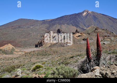 Mount Teide oder im spanischen Pico del Teide (3718m), ist ein Vulkan auf Teneriffa in den spanischen Kanarischen Islands.Two Tajinaste Blumen Stockfoto